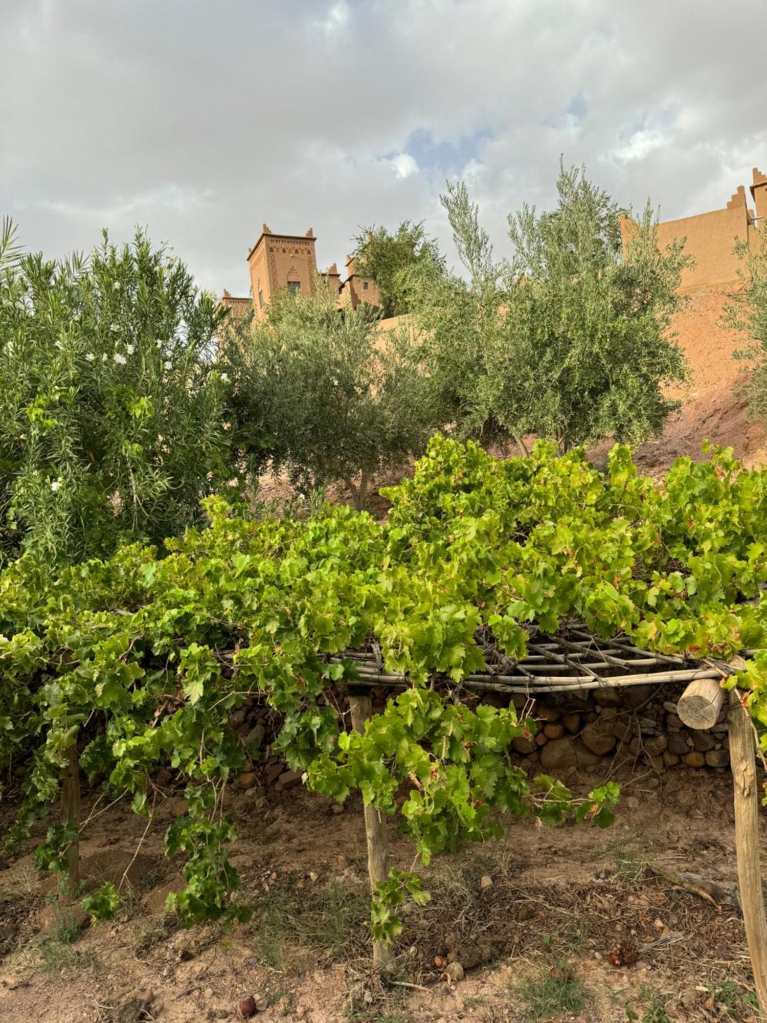 Kasbah Ait BenHadda Hotel Skoura Luaran gambar